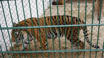 Bird flu kills 47 tigers, 3 lions and a panther in Vietnam zoos, state media reports