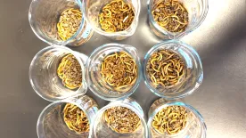 Are mealworms nature’s answer to the world’s microplastic problem?