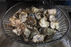 64 people sickened after eating raw B.C. oysters